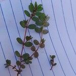 Euphorbia prostrata Blad