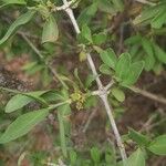 Pyrostria phyllanthoidea Leaf