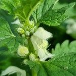 Lamium album Flower
