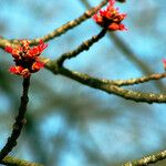 Acer rubrum Flor