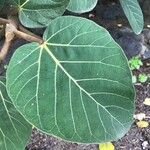 Ficus vasta Leaf