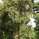 Combretum molle Habit