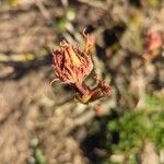 Paeonia × suffruticosa Blodyn