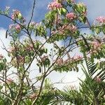 Bauhinia monandra Квітка