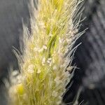Trisetum paniceum 花