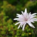 Crepis rubra 花