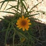 Wyethia angustifolia Flower