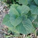 Hydrangea arborescensBlad