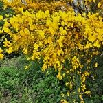 Cytisus grandiflorus