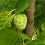 Morinda citrifolia Fruit