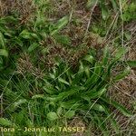 Eryngium pusillum 整株植物