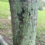 Anadenanthera colubrina പുറംതൊലി