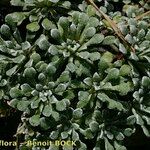 Saxifraga cochlearis Habitus