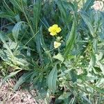 Diplotaxis tenuifolia Habit