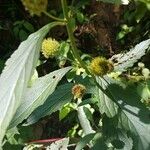 Hyptis capitata Blatt