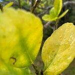 Citrus × limon Hostoa