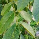 Juglans regiaLeaf