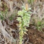 Albuca virens Цветок