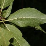 Colubrina elliptica 叶