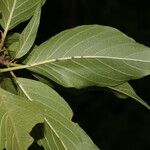 Colubrina elliptica Foglia