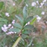 Valeriana dioica Levél