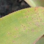 Aechmea aquilega Leaf