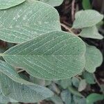 Combretum apiculatum Leaf