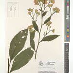 Linzia ituriensis Otro