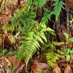 Davallia canariensis Leaf