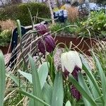 Fritillaria tubaeformis Õis