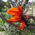 Erythrina caffra Corteza