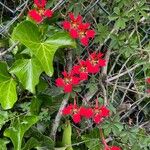 Tropaeolum speciosum Flors