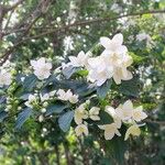 Philadelphus lewisii Hábito