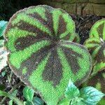 Begonia variegata Habit