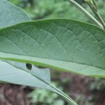 Solanum hazenii Leaf