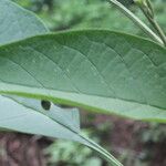 Solanum hazenii Ліст