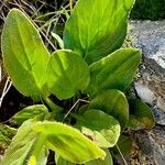 Doronicum clusii Leaf