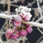 Callicarpa bodinieriVrucht