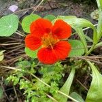 Tropaeolum minus പുഷ്പം