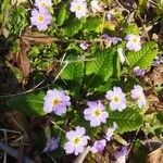 Primula vulgarisЦветок