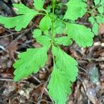 Cardamine chelidonia 葉