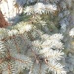 Picea pungensDelienn