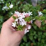 Plumbago zeylanica പുഷ്പം