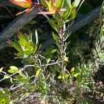 Leucadendron salignum Blad