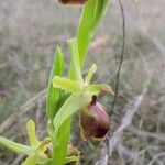 Ophrys arachnitiformis മറ്റ്