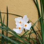 Dietes bicolor Virág