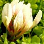 Trifolium clypeatum Kvet