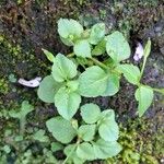 Torenia crustacea Blad