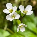 Arabis alpinaFlower