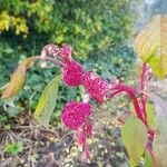 Amaranthus caudatus 花